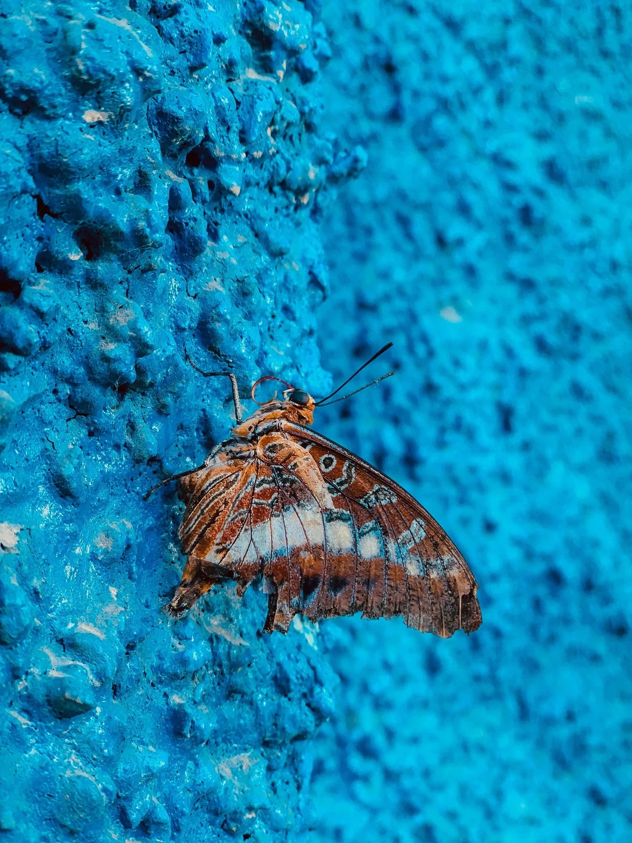A butterfly resting on a textured blue wall.