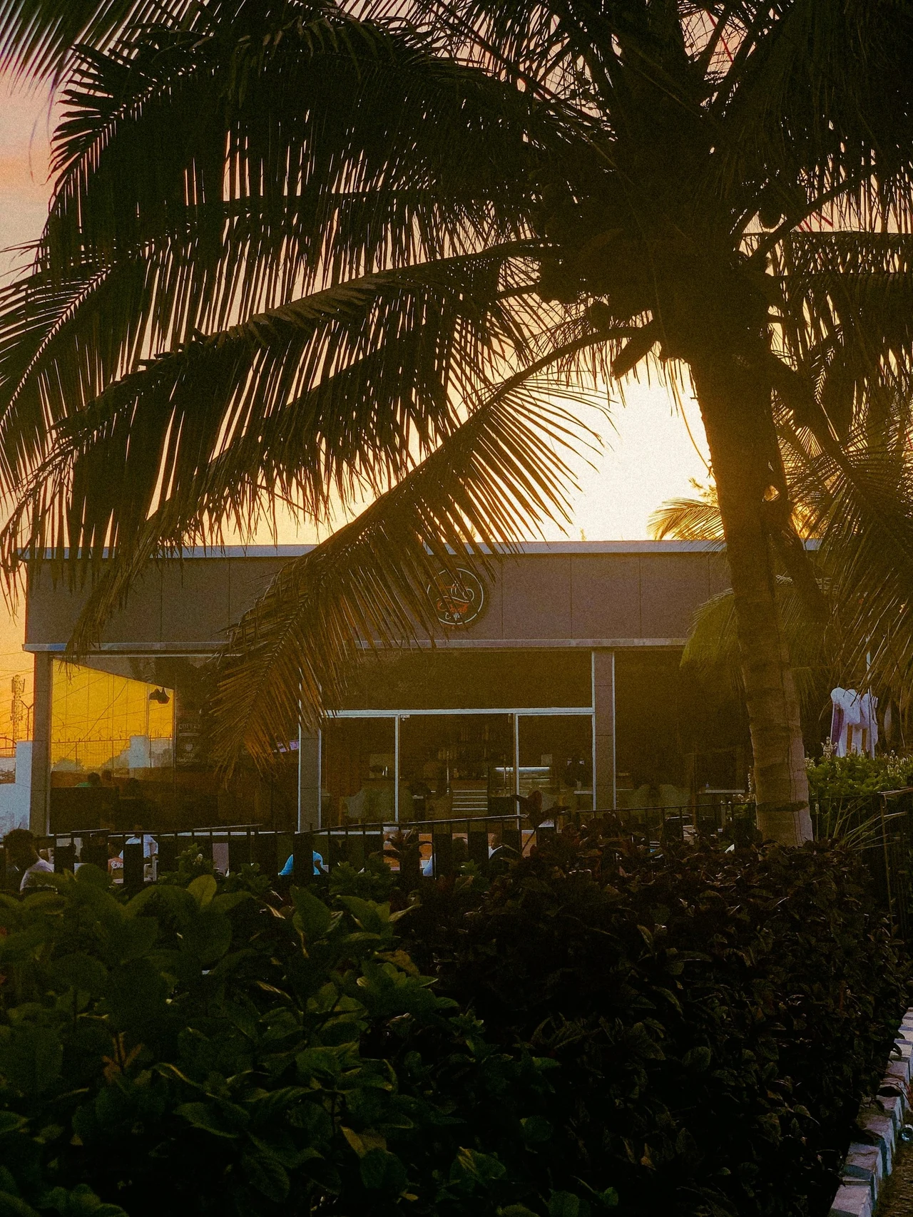Evening light shining through palm leaves above a garden.