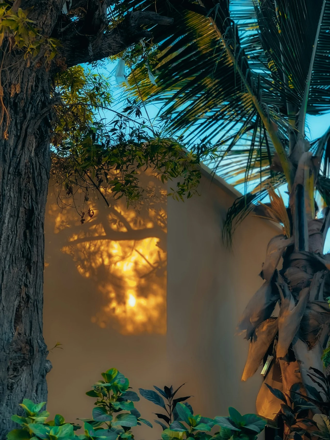 Golden sunlight and tree shadows falling across a wall.