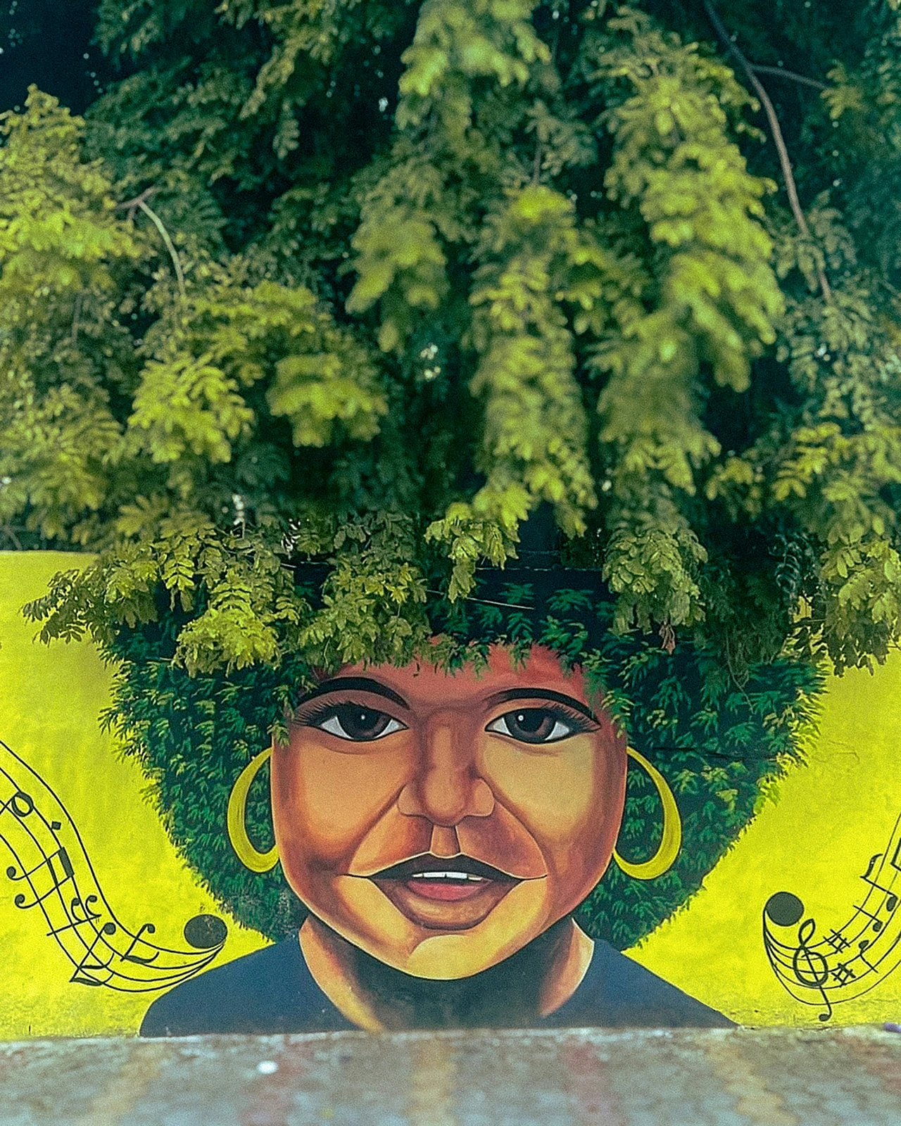 Green branches hanging above a colourful portrait mural with musical notes.